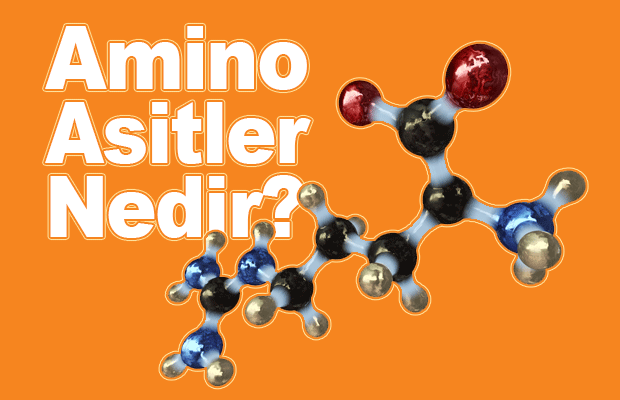 Amino Asitlerin Fonksiyonları Nelerdir?